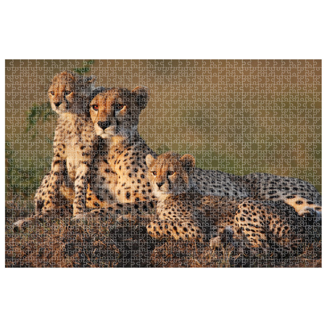 Puzzle 1000 kom animal planet cheetah diakakis 000570697 (57117)